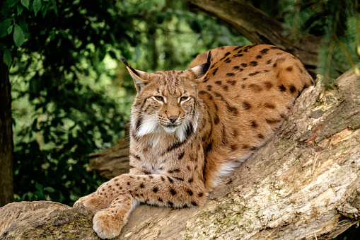 Luchs auf einem Ast