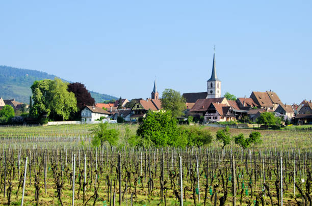 istock the vineyards of Alsace 1446662051