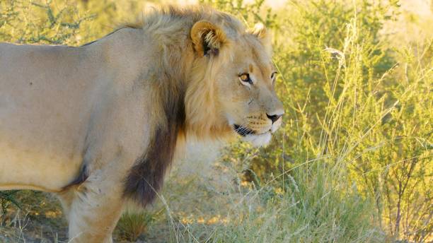 istock Closeup The lion in the grassland 1446663137