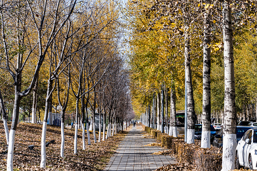 On October 24, 2022, Changchun City, Jilin Province, China, is a city with autumn scenery. Changchun is the capital of Jilin Province, a sub provincial city, the core city of Changchun urban agglomeration, one of the central cities in Northeast China and an important industrial base. As of June 19, 2020, the city has 7 districts and 1 county under its jurisdiction, and 3 county-level cities under its management, with a total area of 24662 square kilometers, a registered residence population of 8.544 million, an urban population of 4.451 million, and an urbanization rate of 59%.