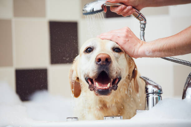 istock Happy dog taking bath at domestic bathroom 1446667074