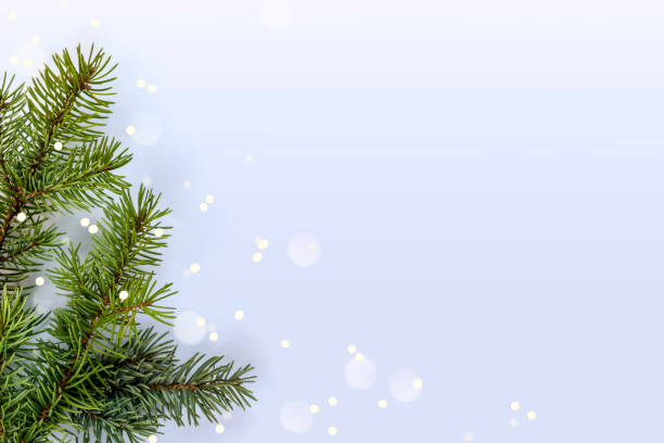 istock Winter background. Fir tree branches and bokeh on a blue background,flat lay,Copy space 1446671079