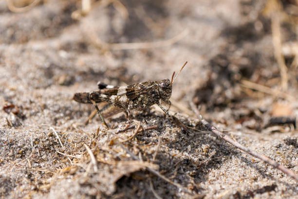 Desert grasshopper on sandy ground in natural environment. Red-winged grasshopper. Oedipoda germanica.