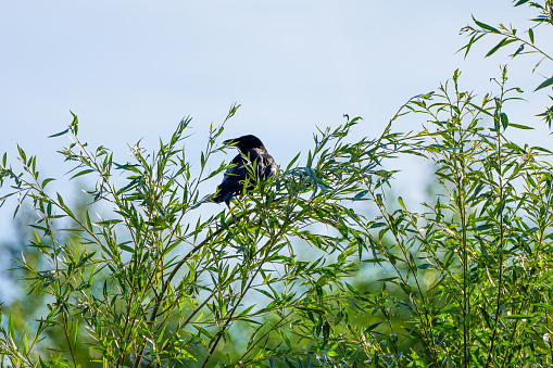 A carrion crow is sitting in the bushes. Bird in natural environment. Corvus corone.