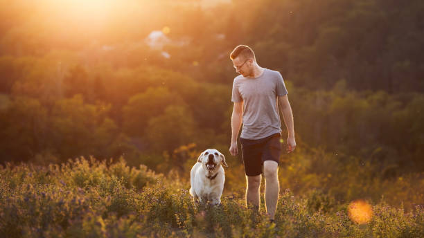 istock Man with happy dog on meadow at sunset 1446671858