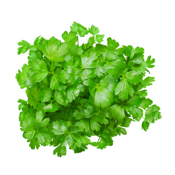 편평한 잎 파슬리, 위에서 밝은 녹색 잎을 가진 고립 된 무리 - flat leaf parsley 뉴스 사진 이미지