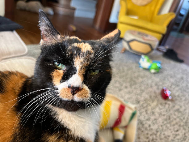 Calico cat in messy living room