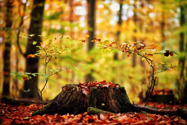 istock Force of Nature being stronger than man 1446673963
