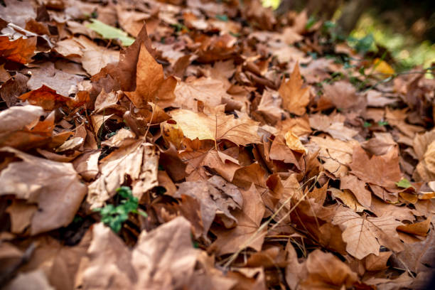 Autumn maple tree leaves full frame arrangement with many colorful leaves