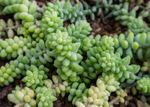istock a group of tropical prickly cacti grows in a botanical garden 1446675047