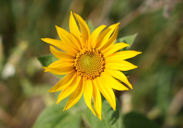 A selective focus shot of a single yellow flower growing in a garden