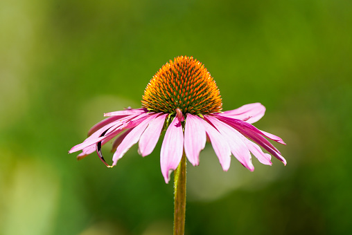 Coneflower pink blossom. Flowering plant close-up. Echinacea.