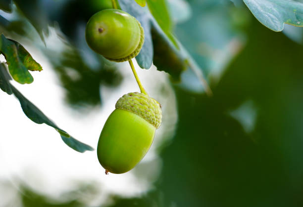 English oak acorns close-up. Quercus robur.