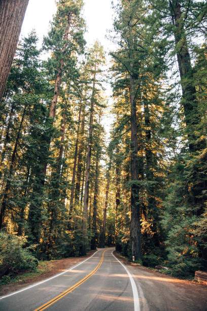 istock on the road at the redwood 1446676734