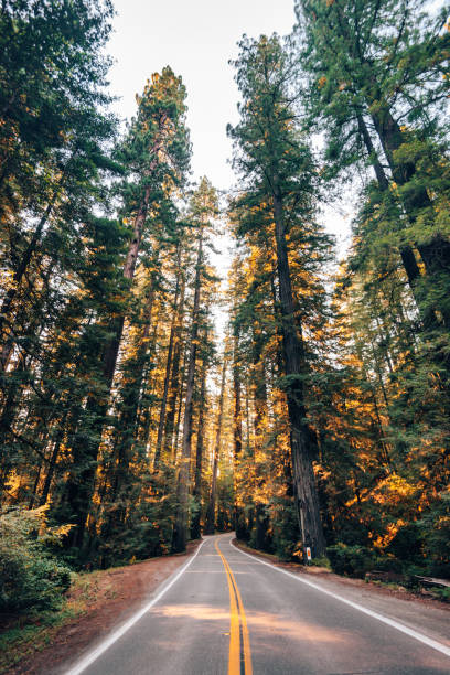 istock on the road at the redwood 1446677264