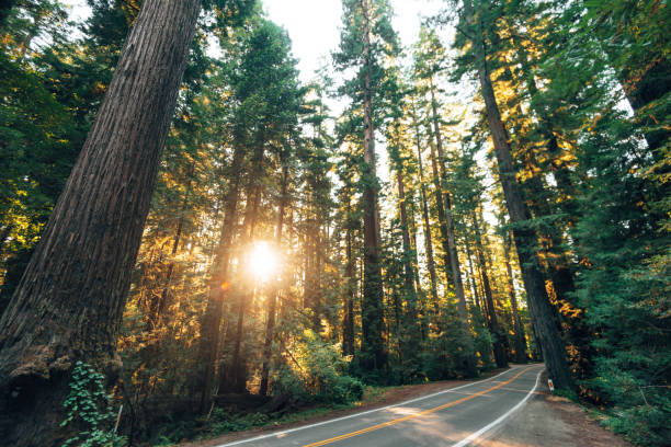 istock on the road at the redwood 1446677282