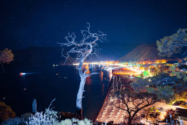 istock Night sky above sea and pine tree with blue sea background Turkey 1446677451