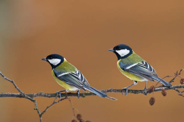 istock Colorful great tit Parus major perched on a tree, photographed in horizontal, wildlife in Poland, Europe 1446677794