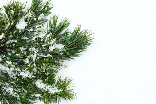 Spruce or pine branches in snow, winter banner. Winter background of coniferous plants and artificial snow, empty space
