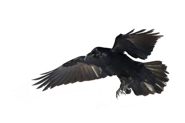 istock Birds flying raven isolated on white background Corvus corax. Halloween 1446678834