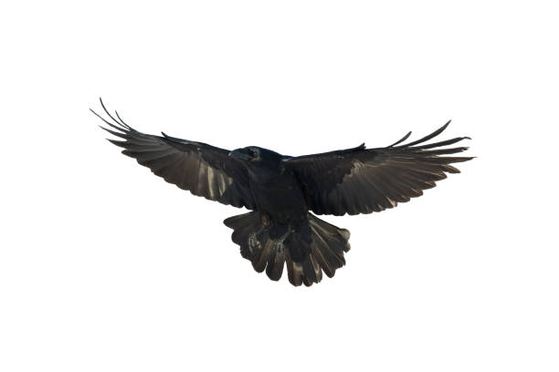 istock Birds flying raven isolated on white background Corvus corax. Halloween 1446678835