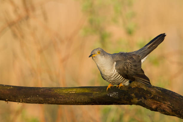 istock Cuckoo, Cuculus canorus, single bird - male on green background 1446678840