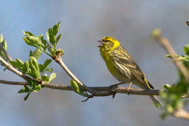 istock Bird European serin Serinus serinus perched on the tree, Poland Europe 1446679197
