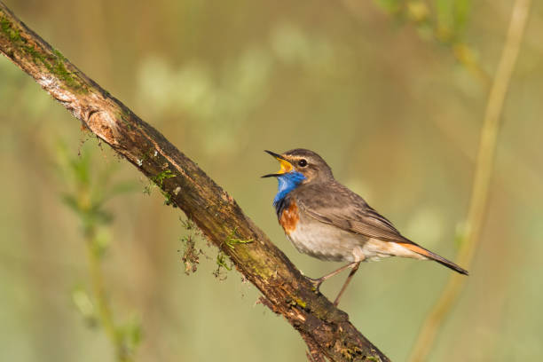 istock Bird Bluethroat Luscinia svecica migratory small bird singing and perching spring time amazing morning Poland Europe a bird that lives in reeds in river valleys 1446679344