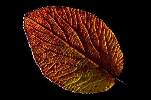 Distinctive, deltoid-shaped yellow leaf from a black poplar tree (Populus nigra) fallen to the ground in autumn.