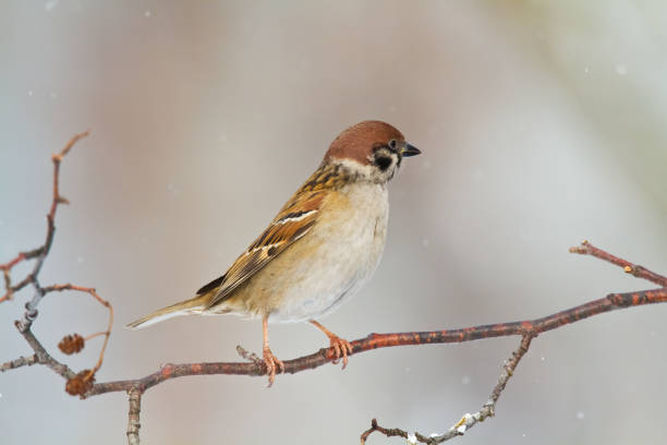 istock Bird - Tree sparrow Passer montanus perching on tree, blurred background, wildlife Poland Europe, winter time 1446679602