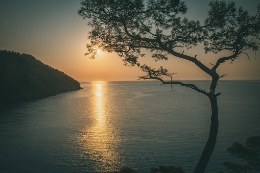 Summer landscape with mountain pine on a rock by the sea in Turkey