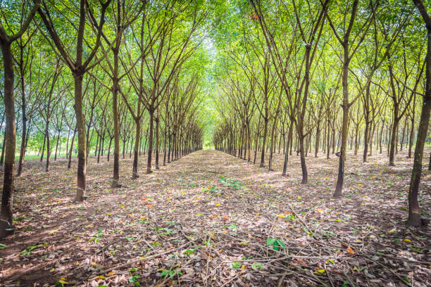 rubber is an economic crop of thailand - thailand heaven tropical rainforest forest imagens e fotografias de stock