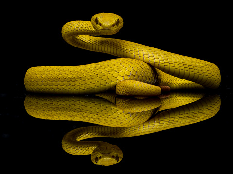 Yellow snake in background black