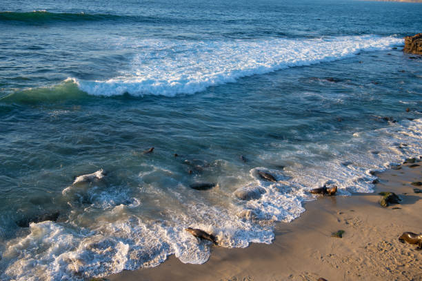 istock Sea shore with wild seals in natural habitat 1446687580