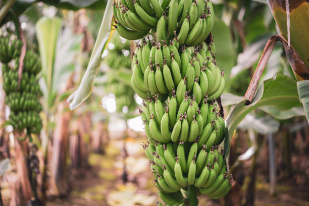 istock Banana tree with a bunch of bananas 1446691159