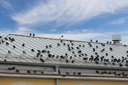 A flock of pigeons sits on an iron roof against a blue sky. Doves sit on the sloping roof of the building