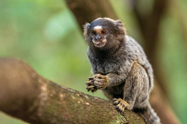 istock Marmoset monkey on a tree in the wild 1446692195