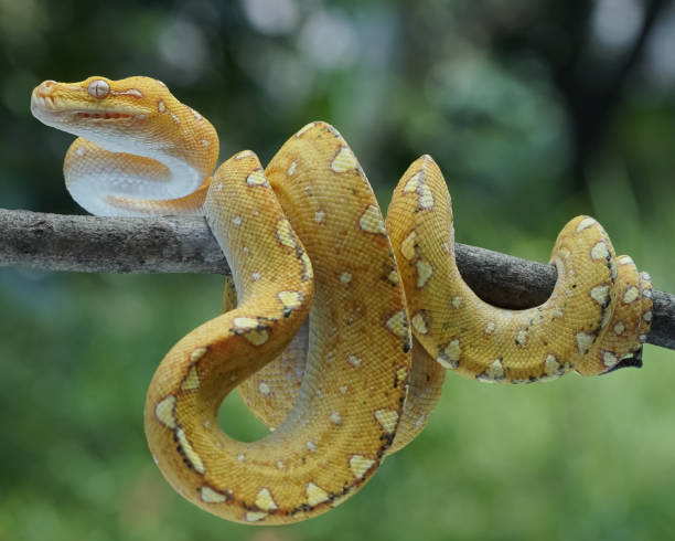 1,000+ Green Tree Python Photos Stock Photos, Pictures & Royalty-Free ...