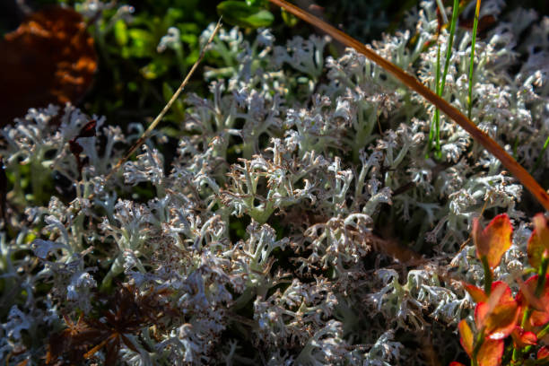 hypogymnia physodes 수도사의 후드 이끼 숲의 나뭇 가지에 이끼 근접 촬영 선택적 초점 - monkhood 뉴스 사진 이미지