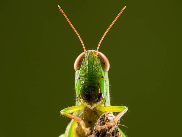 grasshopper - locust swarm of insects insect group of animals imagens e fotografias de stock
