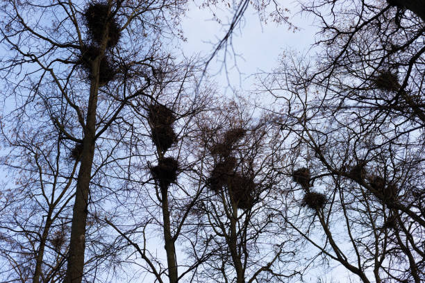 istock Crow nests in the trees 1446693179