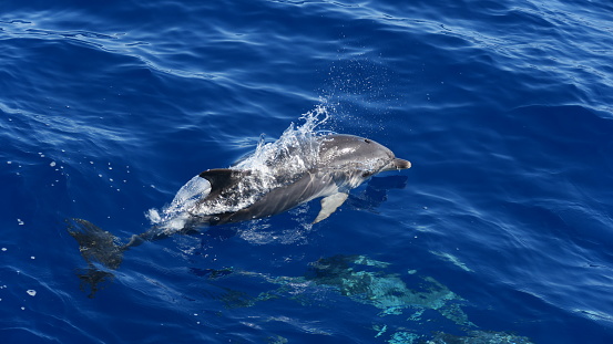 Dolphin jumps out of the water next to the boat in madeira
