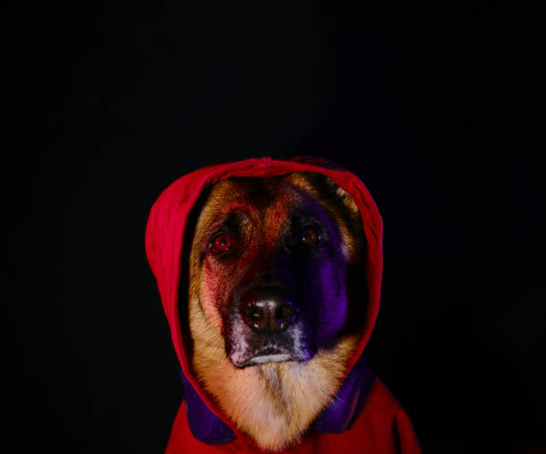 vida animal mascotas aman concepto. pastor alemán sobre fondo negro con iluminación degradada de neón lleva sudadera con capucha escucha música con auriculares. el perro parece humano. retrato creativo. - german shepherd audio fotografías e imágenes de stock