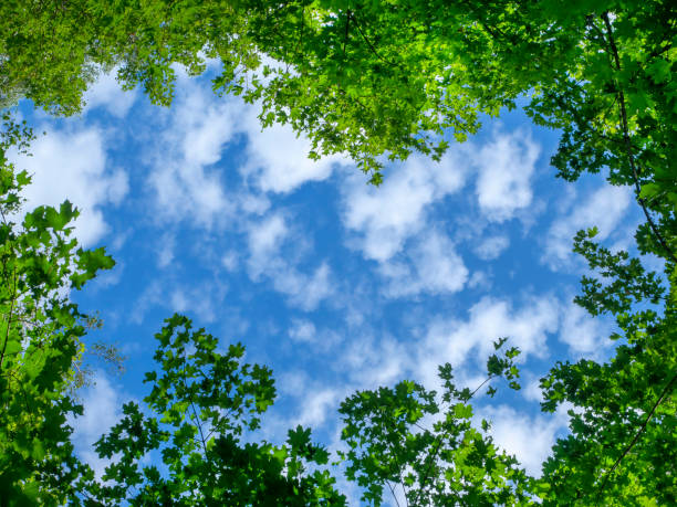 fogliame verde di un albero contro un cielo blu e nuvole. - treetop sky tree tree canopy foto e immagini stock