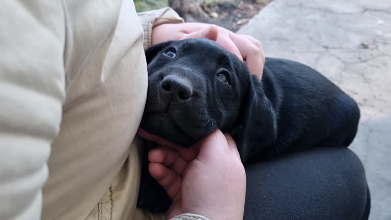 Close-up of little Labrador Retriever puppy in woman's arms