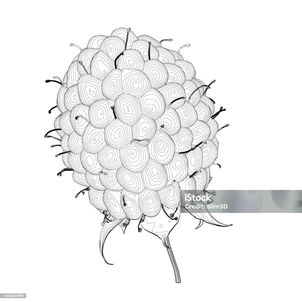 Raspberry Outline From Black Lines Isolated On White Background Front ...