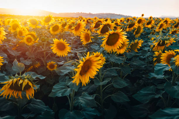 istock Field of sunflowers 1446698161