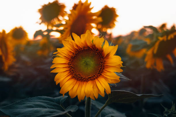 Field of sunflowers