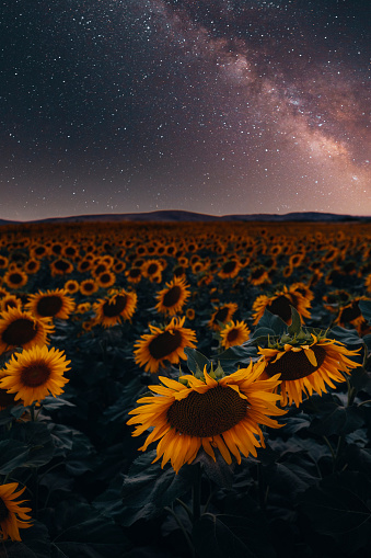 sunflower field and milky way