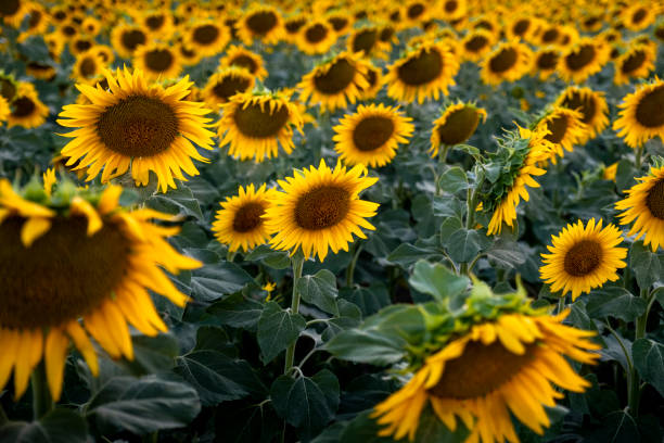 istock Field of sunflowers 1446698181